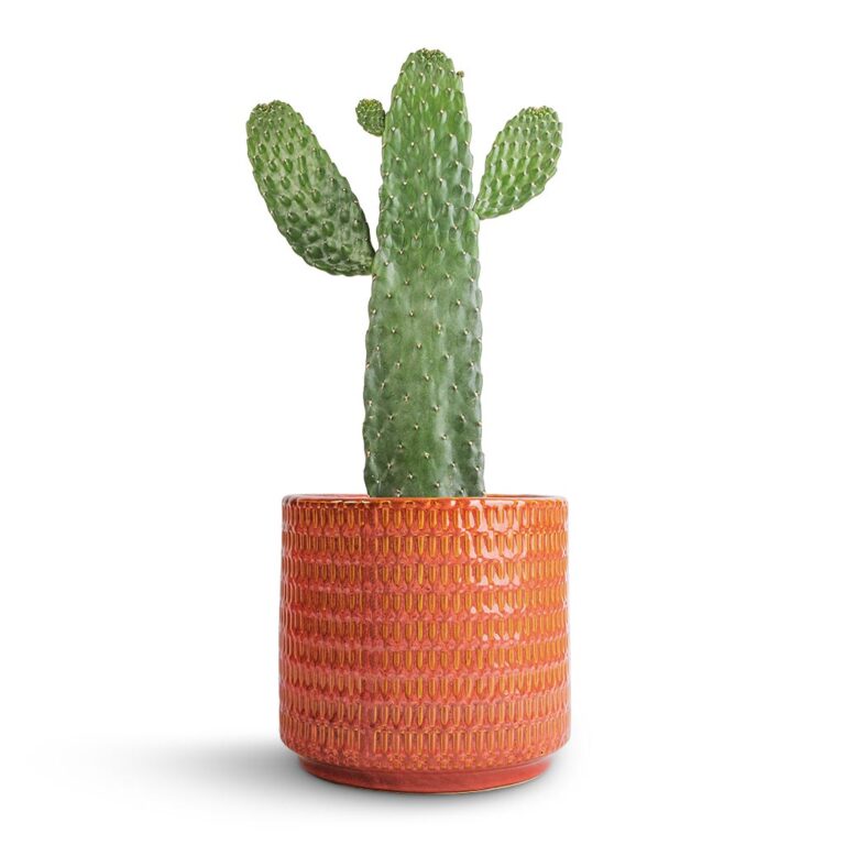 imgi_67_Opuntia-rubescens-Consolea-Road-Kill-Cactus-17x35cm-Flor-Plant-Pot-Orange-21x19cm_2000x