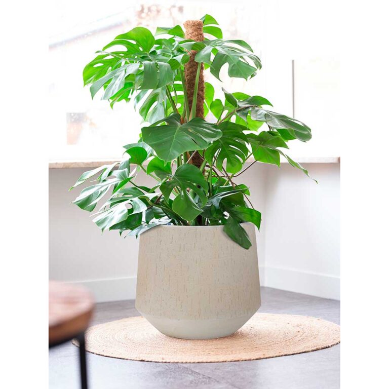 imgi_67_Raindrop-Tube-Round-Planter-Stone-Indoor-Planter-Swiss-Cheese-Plant_5000x