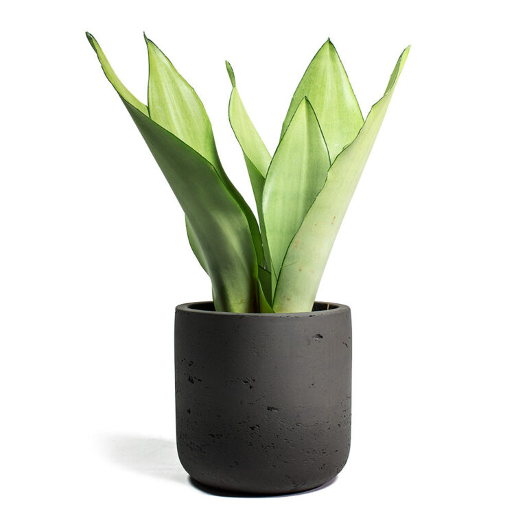 imgi_71_Sansevieria-trifasciata-Moonshine-Snake-Plant-Charlie-Plant-Pot-Black-Washed_e3f03e93-07c1-48d0-9513-6c180e0ecdf0_5000x