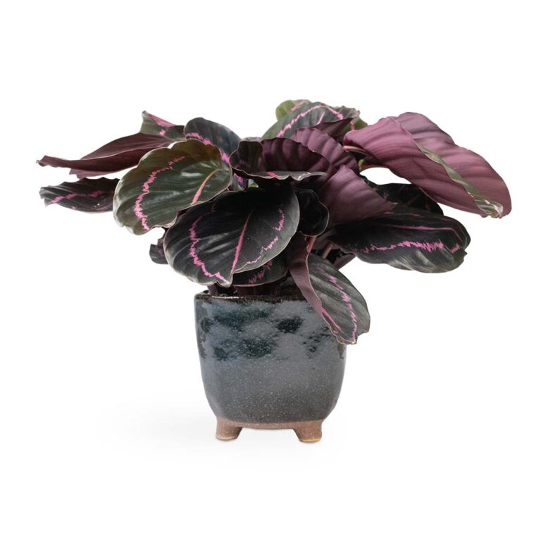 imgi_72_Calathea-roseopicta-Dottie-Rose-Painted-Calathea-14x45cm-Kaat-Plant-Pot-Petrol-16x16cm_6adc0610-df9e-4165-bfab-23b6552aa7dc_5000x