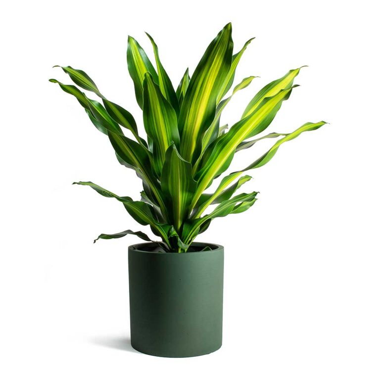 imgi_72_Dracaena-fragrans-Burley-Max-Refined-Planter-Pine-Green_5000x