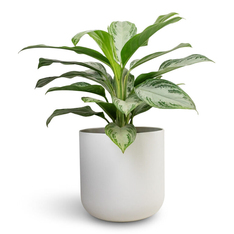 imgi_73_Aglaonema-Silver-Bay-Chinese-Evergreen-Lisbon-Plant-Pot-White_89ea8aeb-fa90-4613-ad30-4ed919b7b7de_2000x