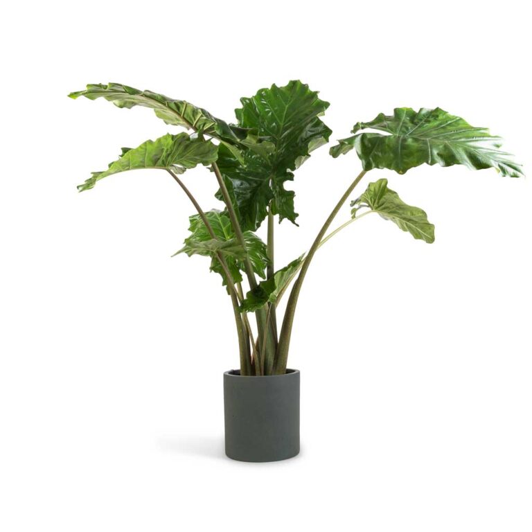 imgi_73_Alocasia-Portodora-Upright-Elephant-Ear-24x90cm--Max-Refined-Planter-Pine-Green-29x29