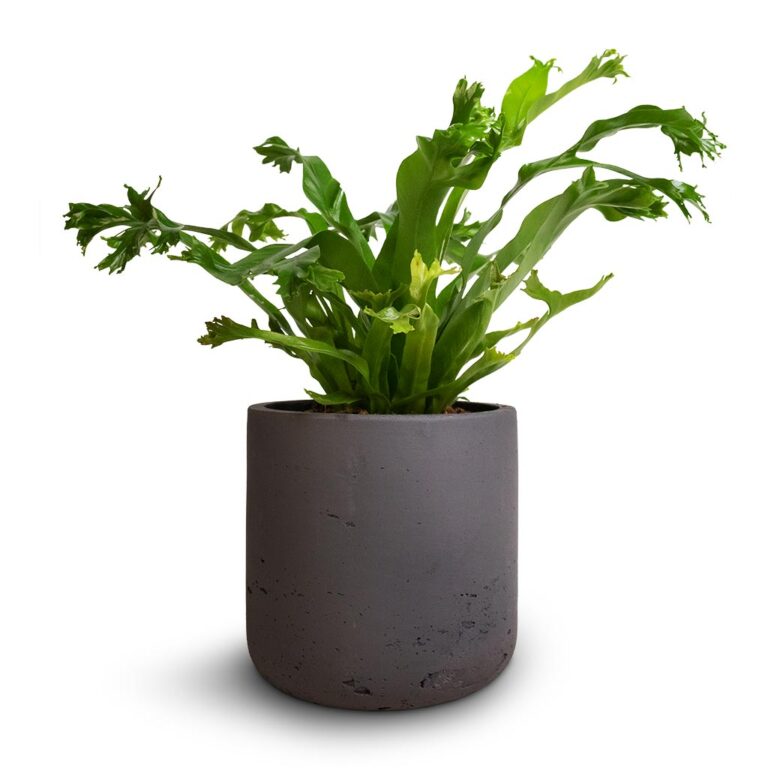 imgi_73_Asplenium-Crissie-Amy-Bird_s-Nest-Fern-12x20cm-Charlie-Plant-Pot-Black-Washed-15x15cm_d8ccef73-94b9-45d1-b15f-cd3e4101078f_5000x