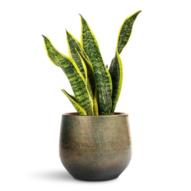 imgi_73_Sansevieria-trifasciata-Futura-Superba-9x30cm-Esra-Plant-Pot-Shiny-Green-15x13cm_5000x