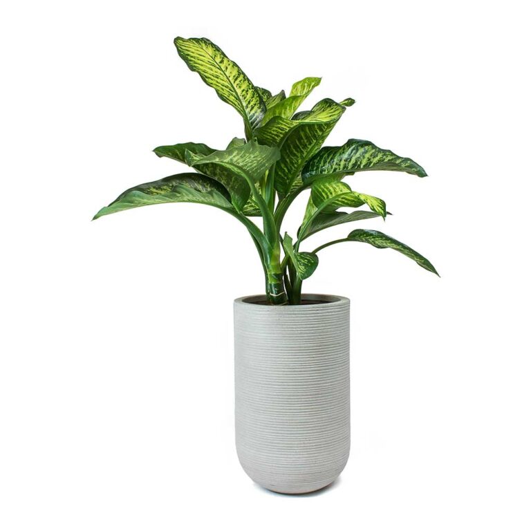 imgi_74_Dieffenbachia-Maroba-Dumb-Cane-Cody-Plant-Vase-Ridged-Cement_f079971e-6f8b-4d5b-a33a-590bcb89894d_5000x