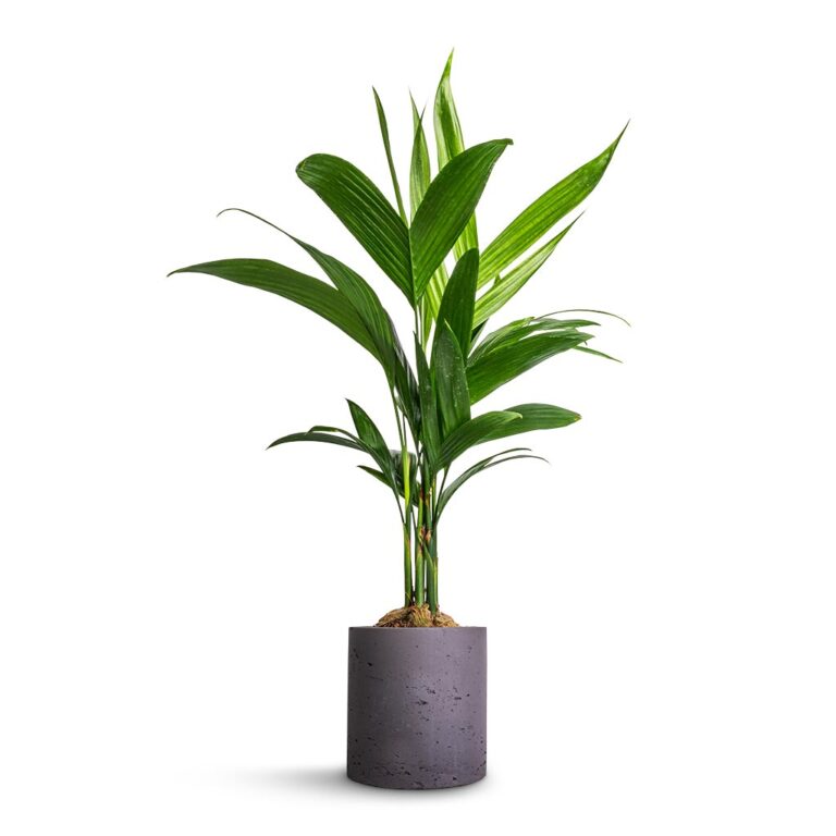 imgi_75_Areca-catechu-Betel-Nut-Palm-12x50cm-Puk-Plant-Pot-Black-Washed-15x15cm_a04d62b4-ff93-4766-a0e3-59dc96f82342_5000x