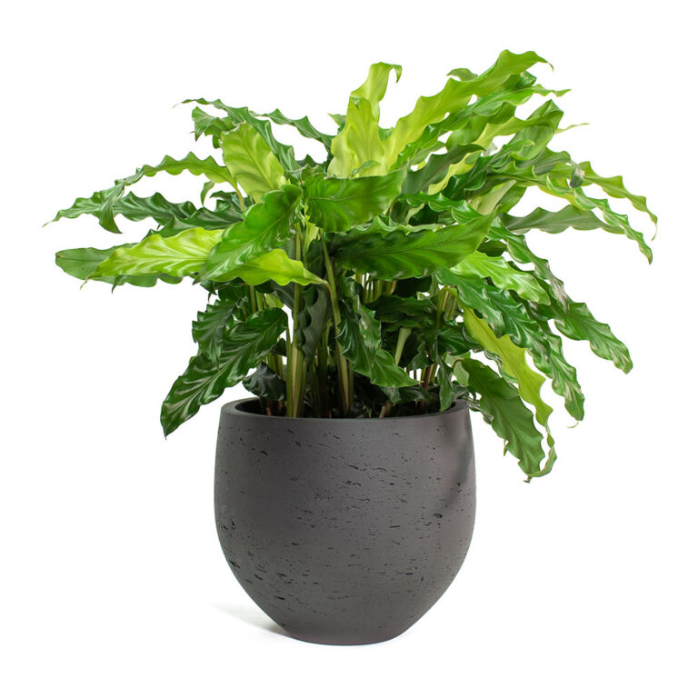imgi_75_Calathea-rufibarba-Green-Velvet-Calathea-Mini-Orb-Kevan-Plant-Pot-Black-Washed_10765077-ef0b-4d1a-a7e8-fa4cdaf60a7d_2000x