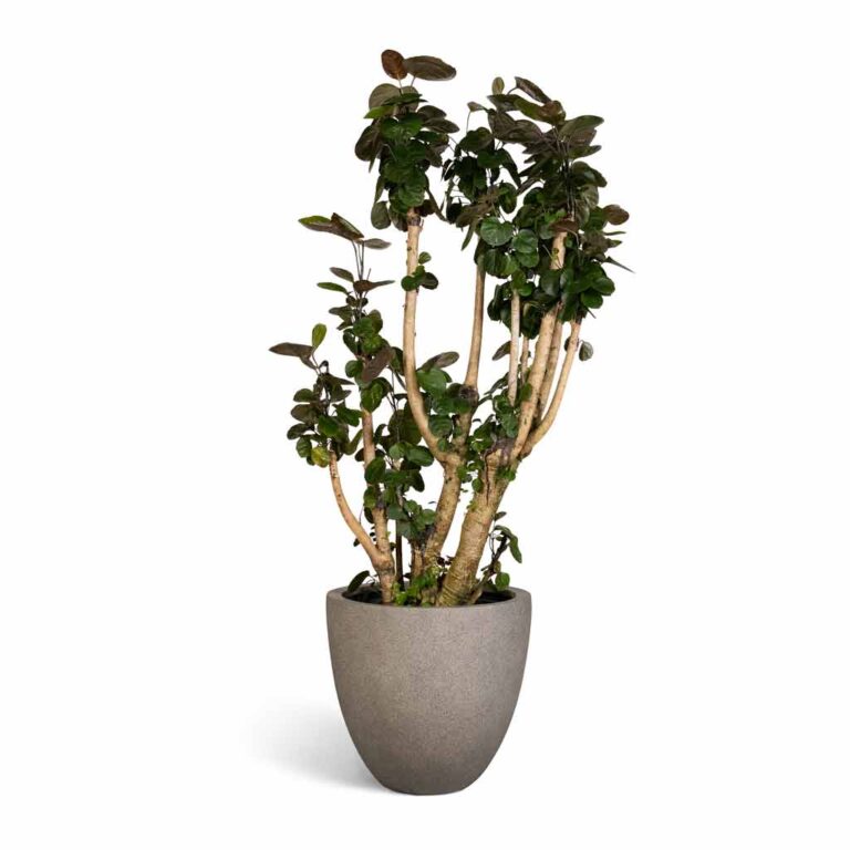 imgi_75_Polyscias-Fabian-Aralia-Fabian-30x140cm-Grigio-Egg-Pot-Planter-Natural-Concrete-40x36cm_3e1984ba-cea8-41c2-bb90-5d2565a22a5b_5000x