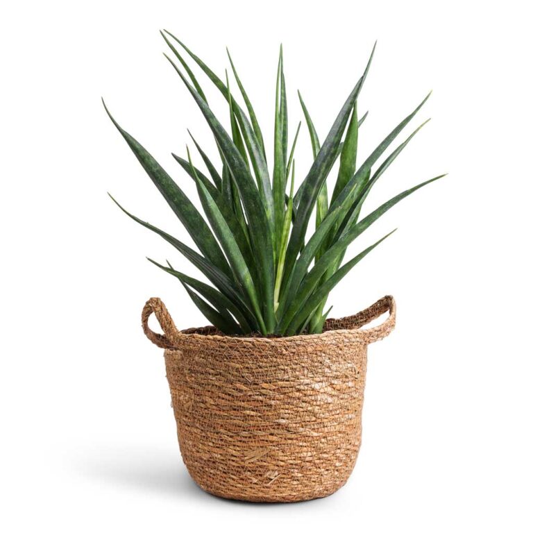 imgi_75_Sansevieria-kirkii-Star-Sansevieria-12x40cm-Nelis-Plant-Basket-Natural-16x16cm_723002e1-b3fd-437d-962b-f0a8634913e4_2000x