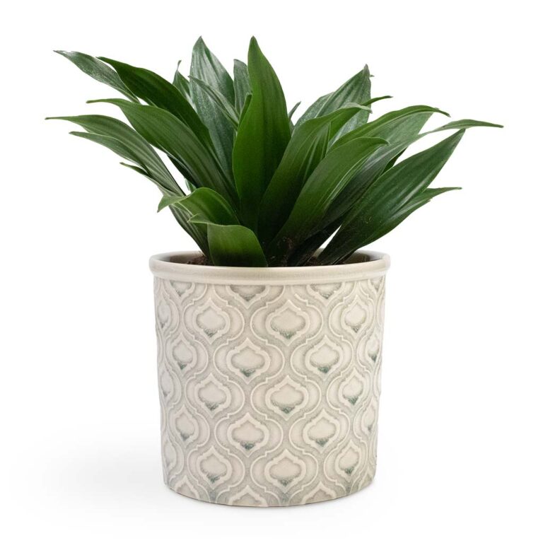 imgi_76_Dracaena-fragrans-Compacta-Head-12x25cm-Venetian-Plant-Pot-Grey-16x14cm_c4fd864b-9737-4bee-bd6f-9a69725c1642_5000x