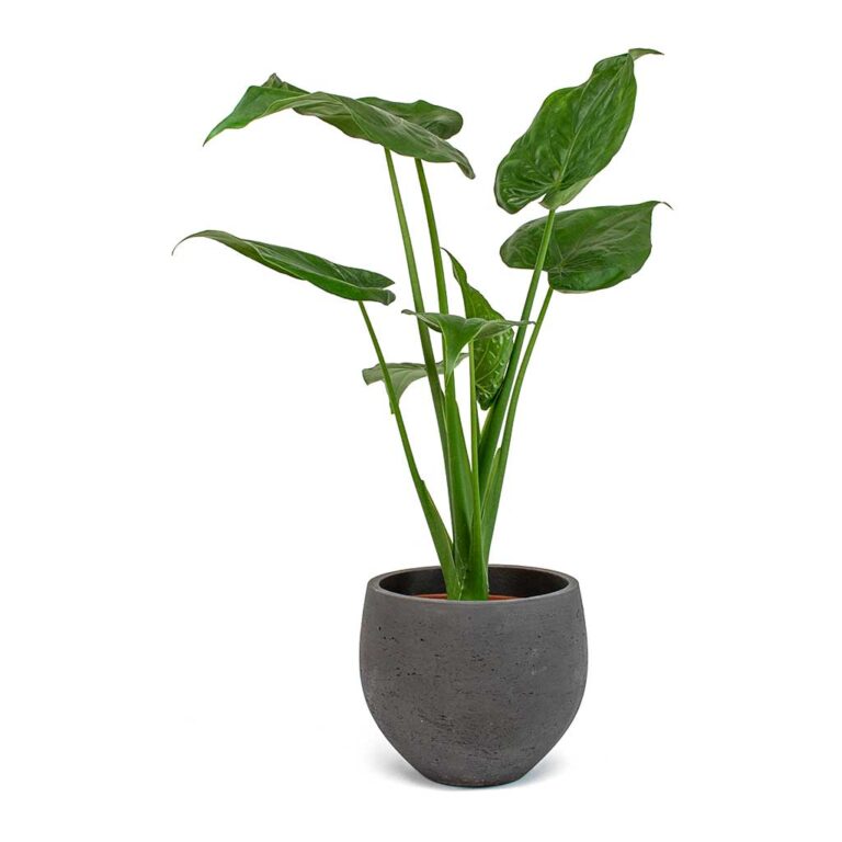 imgi_77_Alocasia-cucullata-Mini-Orb-Kevan-Plant-Pot-Black-Washed_02bf3936-cc56-4d97-bb0a-8fed8a435123_2000x