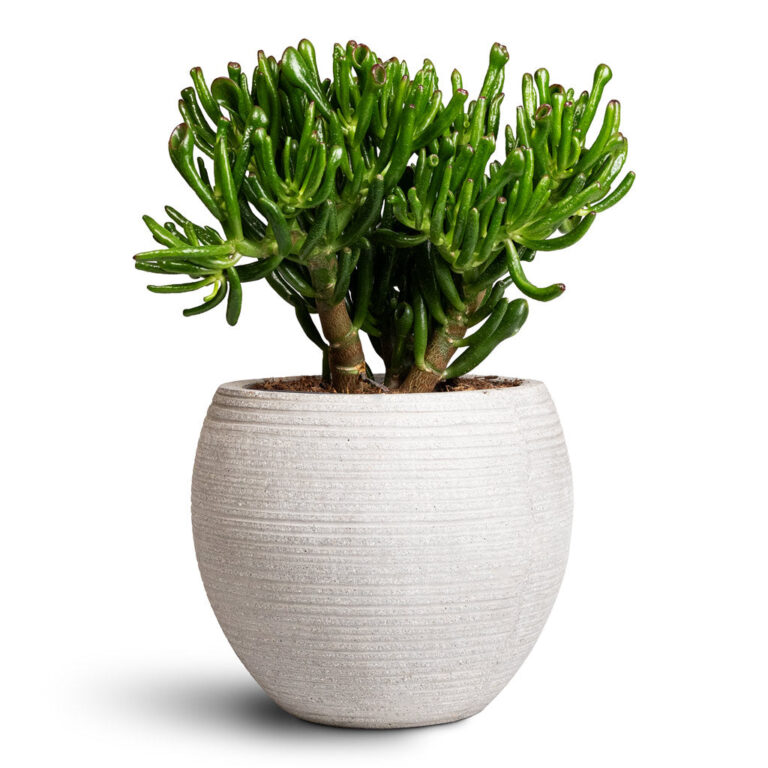imgi_77_Crassula-ovata-Gollum-17x25cm-Cody-Ridged-Pot-Cement-28x25cm_5000x