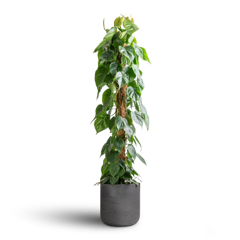 imgi_77_Philodendron-scandens-Sweetheart-Plant-Moss-Pole-27x150cm-Charlie-Plant-Pot-Black-Washed-32x31cm-7_fb94d699-8d67-4d87-aaa0-357306b4