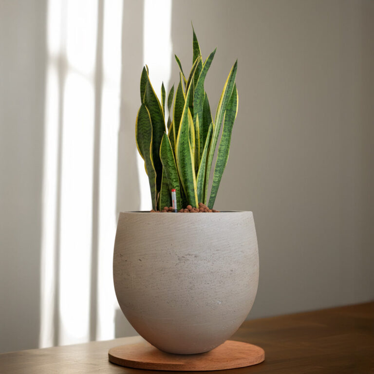 imgi_77_Sansevieria-zeylanica-HydroCare-22_19x80cm-Mini-Orb-Kevan-Plant-Pot-Grey-Washed-32x28cm_5000x