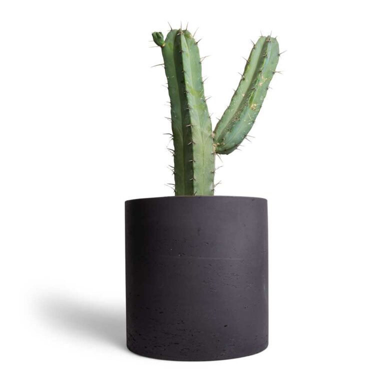 imgi_78_Myrtillocactus-geometrizans-Blue-Myrtle-Cactus-17x50cm-Puk-Plant-Pot-Black-Washed-25x25cm_1559f7f3-af2f-4222-8eaa-521daa724c38_5000x