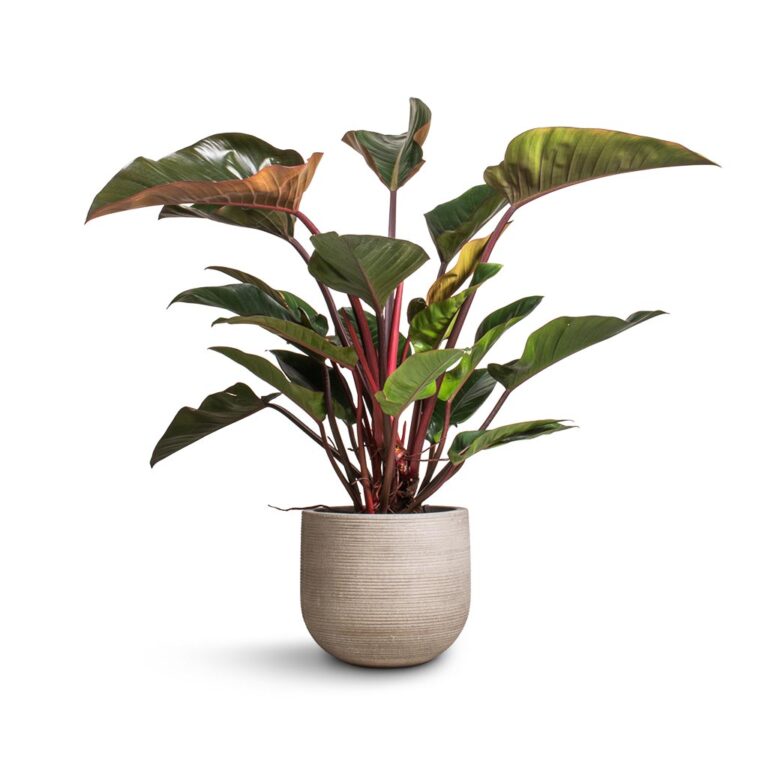 imgi_78_Philodendron-Red-Beauty-27x100cm-Cody-Plant-Pot-Ridged-Cement-35x31cm_133d28d8-2361-4291-ba84-d5fa71095e66_5000x