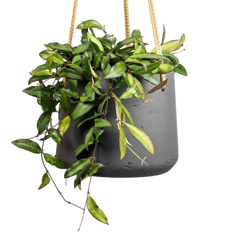 imgi_79_Hoya-rosita-Tropical-Wax-Plant-14x20cm-Patt-Hanging-Plant-Pot-Black-Washed-20x17cm-2_3eda383f-9f22-4ad1-8f1c-7322bdff5e92_2000