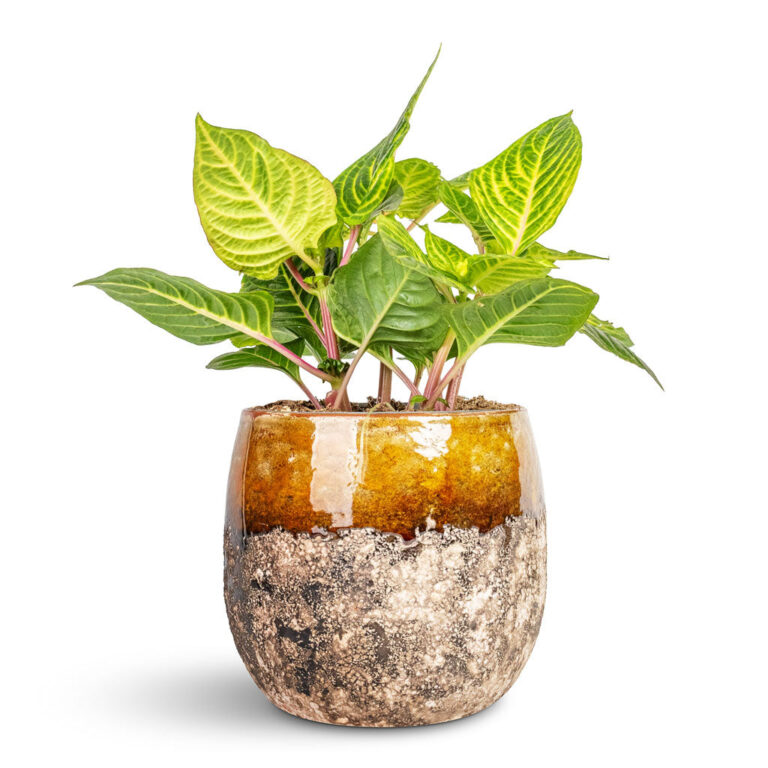 imgi_81_Iresine-herbstii-Rich-Goldstar-Yellow-Bloodleaf-13x25cm-Lindy-Plant-Pot-Ochre-16x13cm_2000x