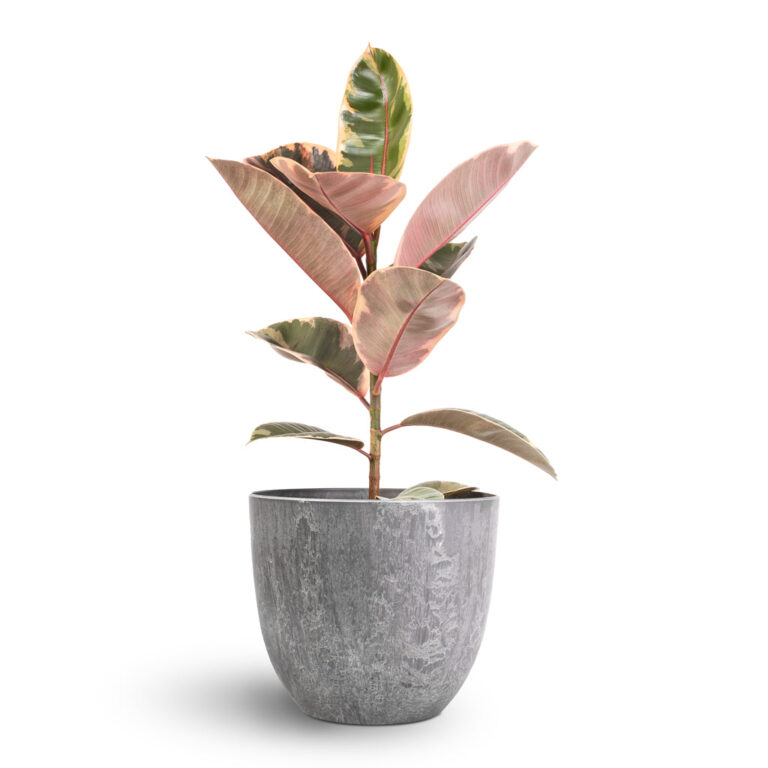imgi_82_Ficus-elastica-Belize-Pink-Rubber-Plant-17x60cm-Bola-Artstone-Plant-Pot-Grey-23x20cm_2000x