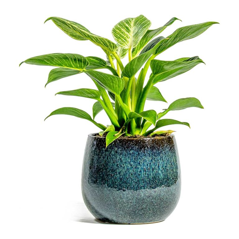 imgi_82_Philodendron-White-Wave-Odile-Plant-Pot-Moss_7cd7bdf1-9aca-49a8-b64b-63297b968621_5000x