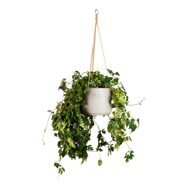 imgi_83_Cissus-rhombifolia-Ellen-Dancia-17x40cm-Patt-Hanging-Pot-Grey-Washed-23x20cm_5000x