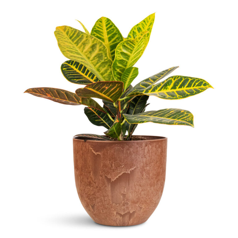 imgi_83_Codiaeum-Petra-21x60cm-Bola-Artstone-Pot-Oak-28x24cm_5000x