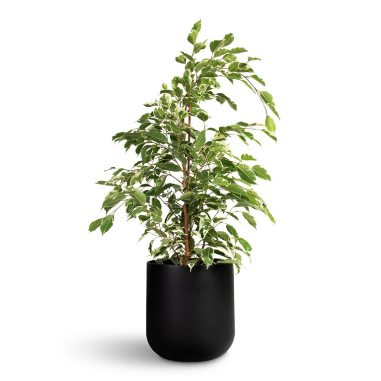 imgi_83_Ficus-benjamina-Twilight-Weeping-Fig-Branched-17x70cm-Lisbon-Plant-Pot-Anthracite-21x21cm_5000x