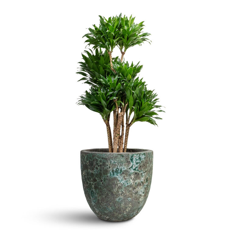 imgi_84_Dracaena-fragrans-Compacta-Branched-30x100cm-Lava-Couple-Relic-Planter-Jade-45x42cm_4380f54d-c7e4-4426-bf56-143c4f966ea1_5000x