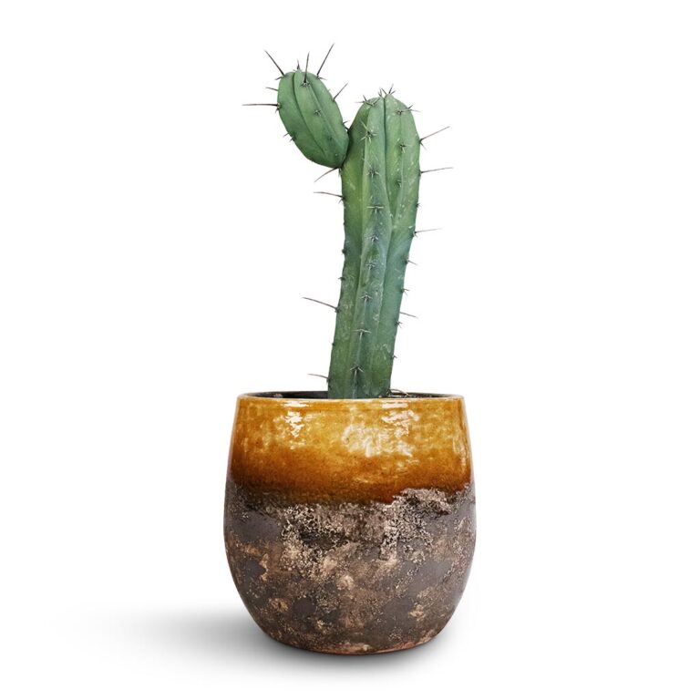imgi_84_Myrtillocactus-Geometrizans-Blue-Myrtle-Cactus-Lindy-Plant-Pot-Ochre-23x20cm_3110c197-69a7-46c5-ac4e-4f3dee118d6e_2000x