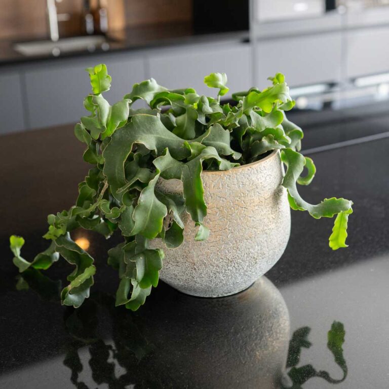 imgi_87_Noor-Plant-Pot-Metallic-Grey-2_5000x