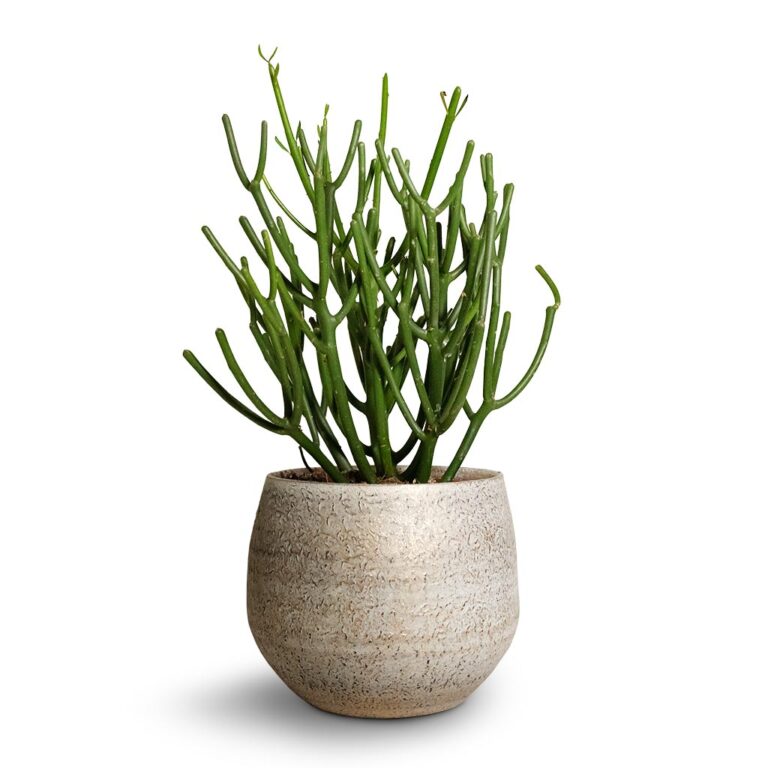 imgi_88_Euphorbie-tirucalli-Pencil-Cactus-15x35cm-Noor-Plant-Pot-Metallic-Grey-19x16cm_5000x