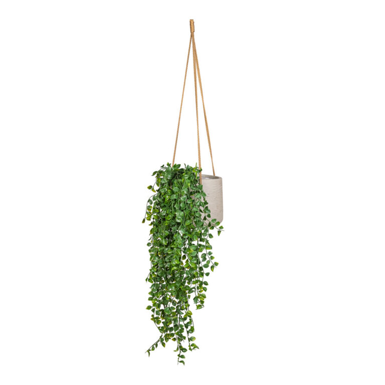 imgi_89_Ficus-pumila-Hanging-Bush-Artificial-80cm-_6-stems_-Patt-Hanging-Pot-Grey-Washed-20x17cm_5000x