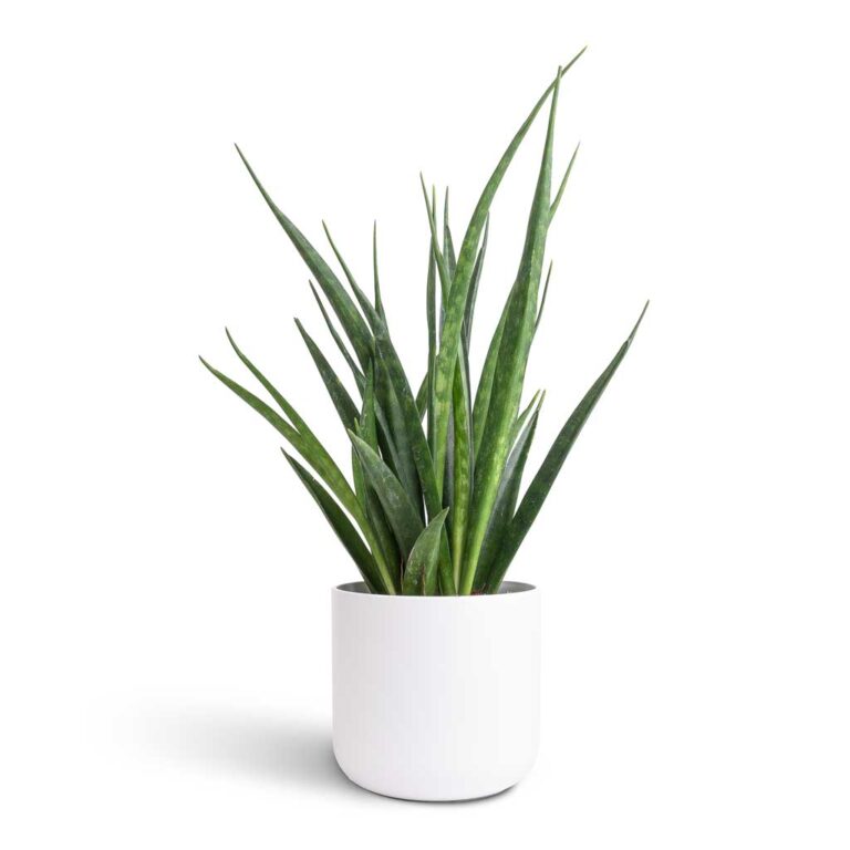imgi_89_Sansevieria-kirkii-Star-Sansevieria-12x40cm-Lisbon-Plant-Pot-White-13x13cm_68410f7c-e77e-4dcf-9054-588bf1afbcd2_5000x