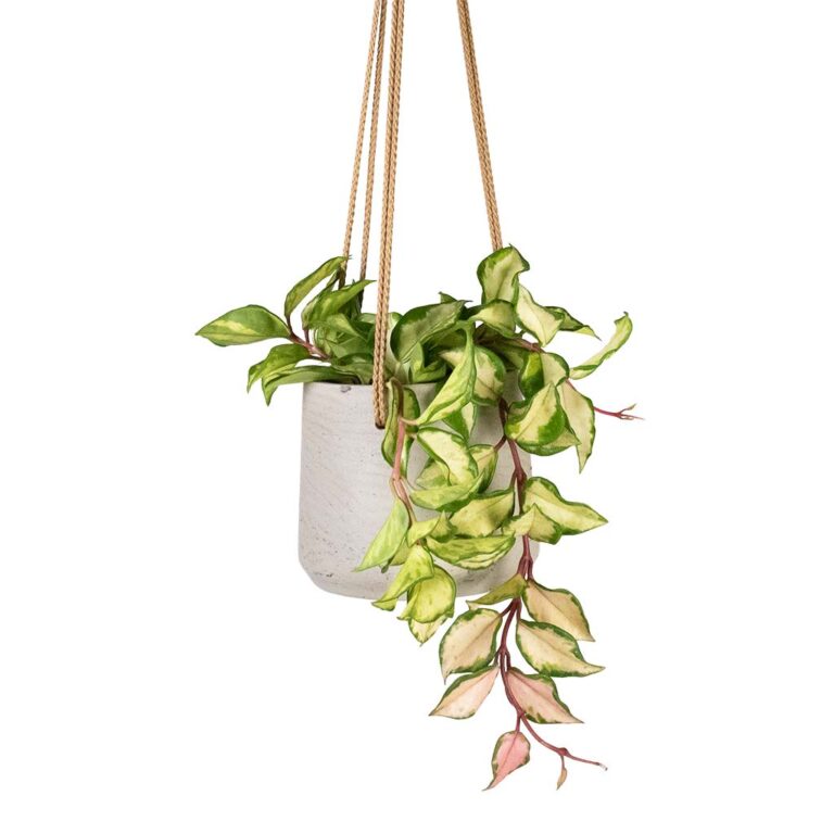 imgi_90_Hoya-carnosa-Tricolor-Wax-Plant-12x20cm-Patt-Hanging-Plant-Pot-Grey-Washed-17x14cm_ee4d3ed1-3046-4f3b-abc3-e7eeb2e20dad_5000x