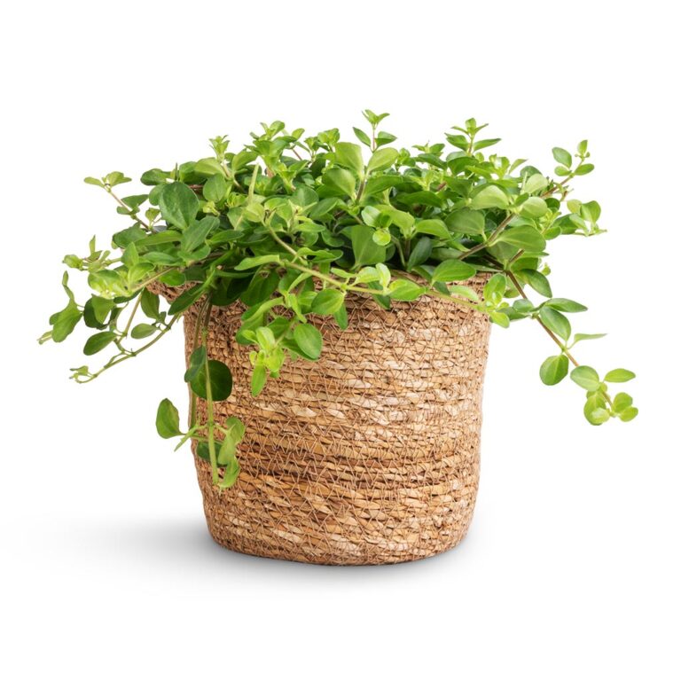 imgi_92_Peperomia-rotundifolia-Trailing-Jade-Plant-15x25cm-Nelis-Plant-Basket-Natural-16x16cm_5000x