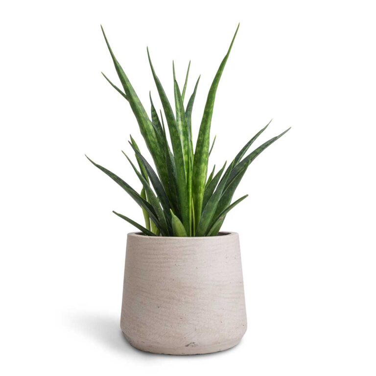imgi_94_Sansevieria-kirkii-Star-Sansevieria-12x40cm-Patt-Plant-Pot-Grey-Washed-17x14cm_801fea47-406e-420d-98ec-16cde8145d6e_2000x