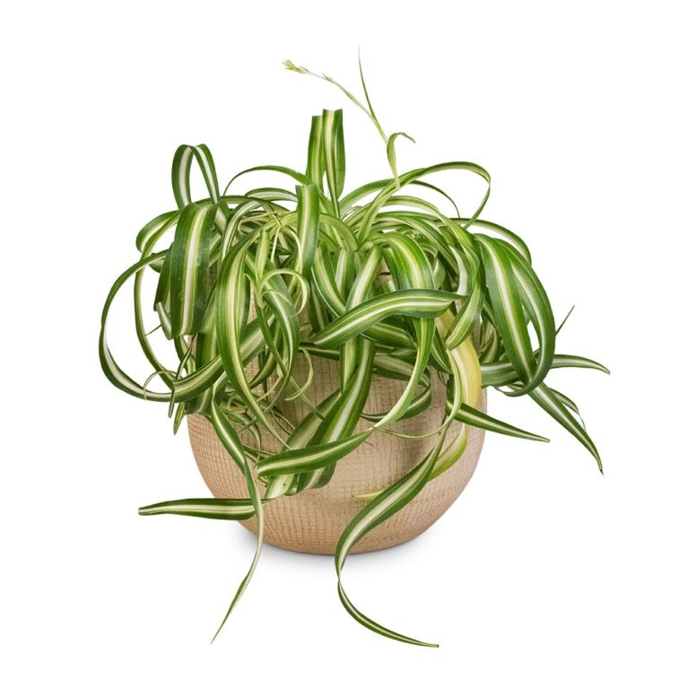 imgi_95_Chlorophytum-Bonnie-Curly-Spider-Plant-20x50cm-Ryan-Plant-Pot-Sand-Gold-26x26cm_5000x