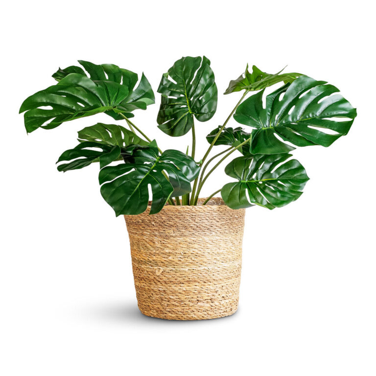 imgi_95_Monstera-Bush-Swiss-Cheese-Plant-Artificial-60cm-Igmar-Basket-Natural-30x26cm_5000x