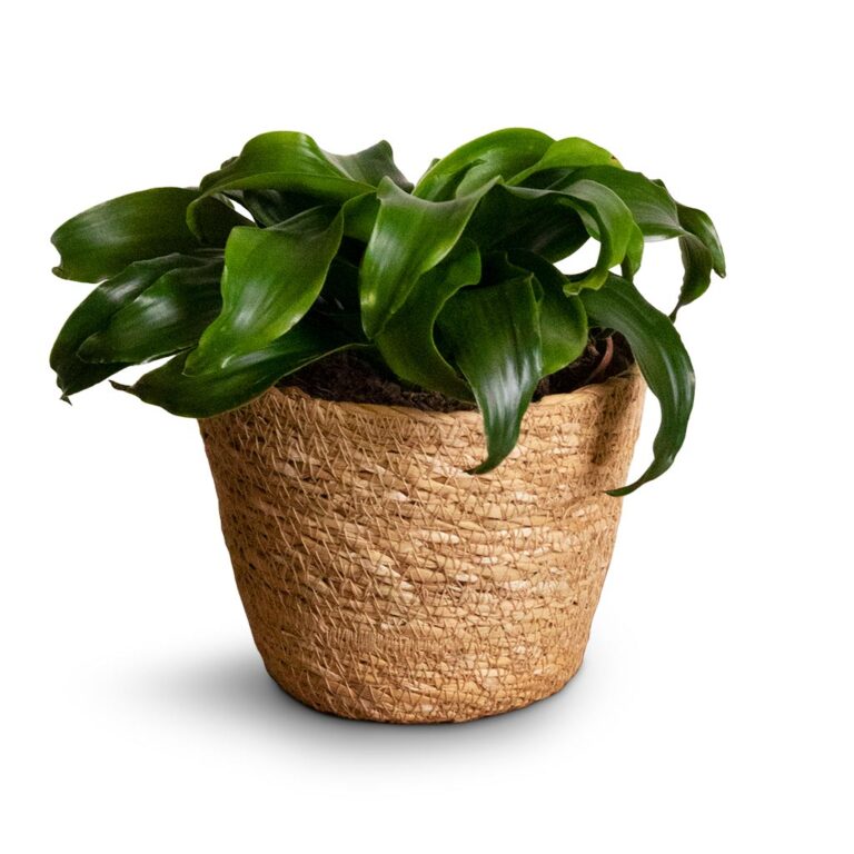 imgi_99_Dracaena-fragrans-Twister-Head-12x25cm-Igmar-Plant-Basket-Natural-15x12cm_7fc9828a-ca5d-453f-9d8d-cd3f481053d6_5000x